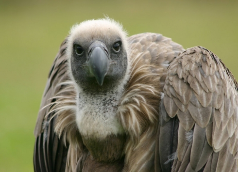 African White Backed Vulture