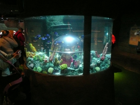 Atlantis Submarine Voyage aquarium