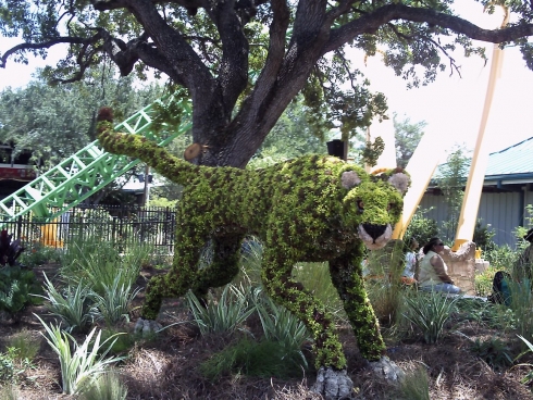 Cheetah landscaping