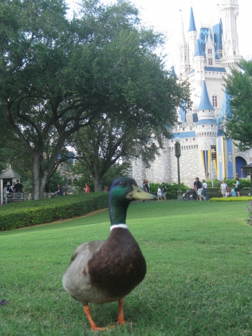 Magic Kingdom duck