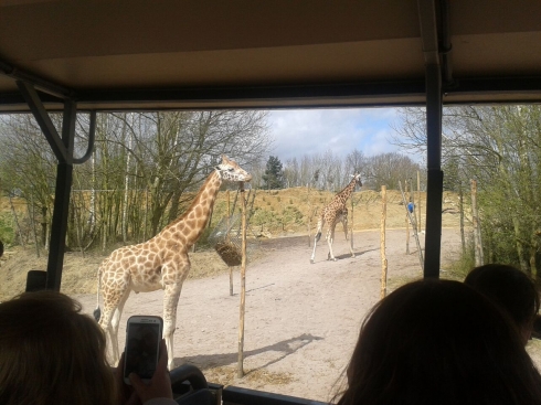 Zufari giraffes