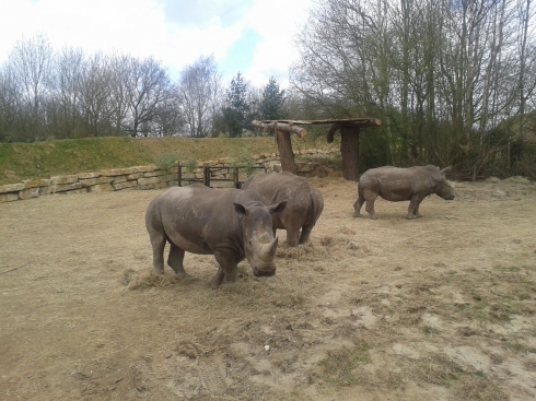 Zufari rhinos