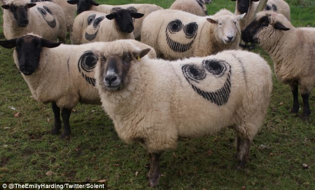 Smiler Sheep