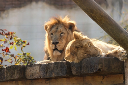 Lions at Chessington World of Adventures