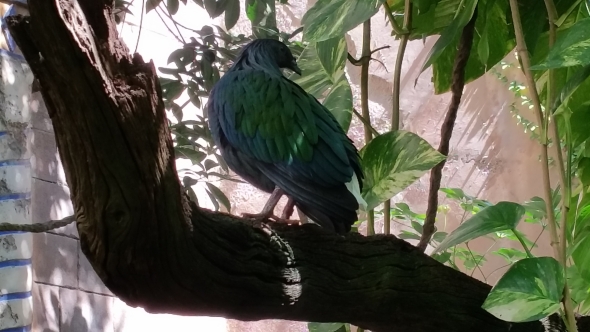 Exotic bird in aviary at Majarajah Jungle Trek