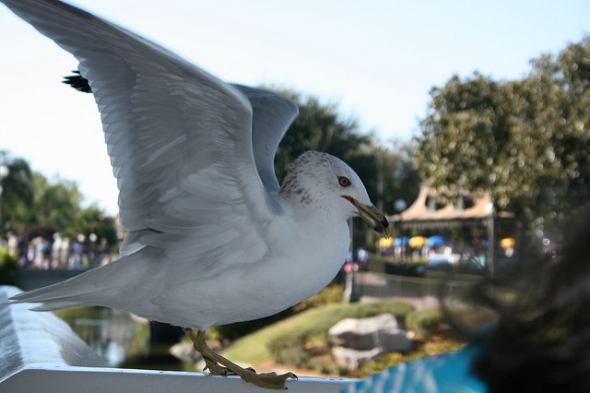 Seagull with wings spread