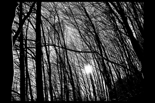 Eerie woods