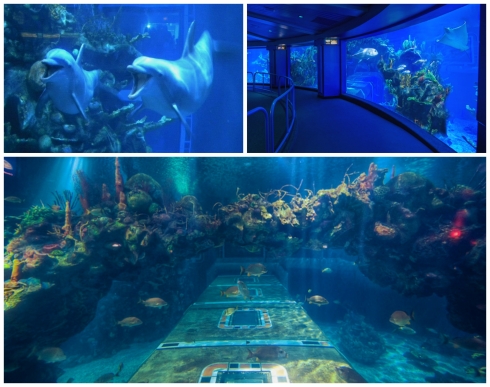 The Seas' Aquariums