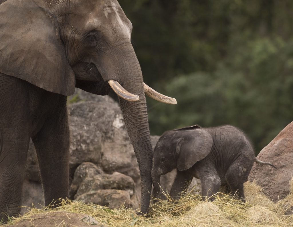 Baby elephant and Mama elephant