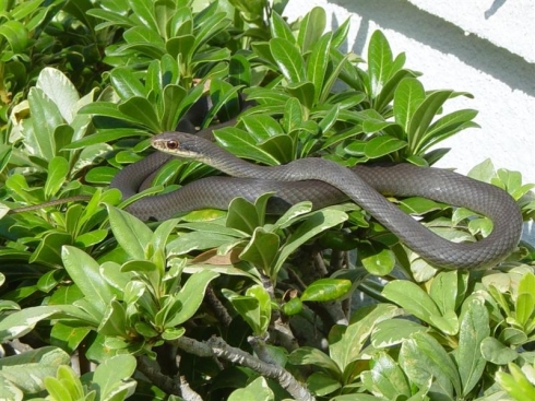 Black Racer snake