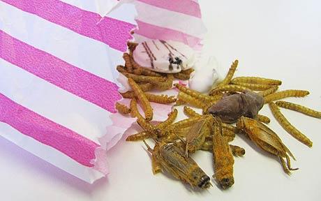 Insect snacks image