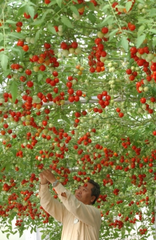 Tomato tree