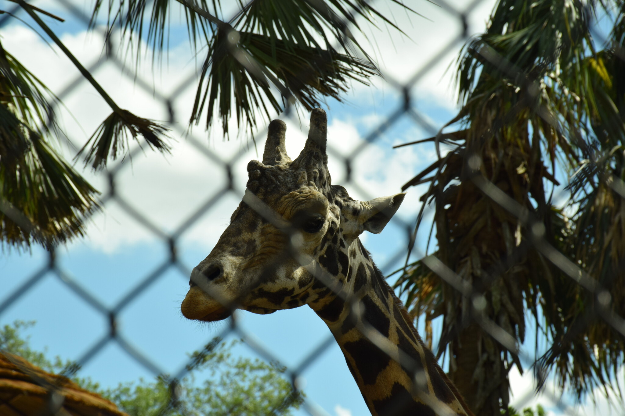 A giraffe at the Central Florida Zoo