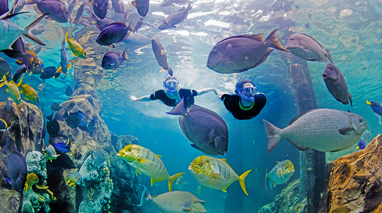 Discovery Cove Grand Reef