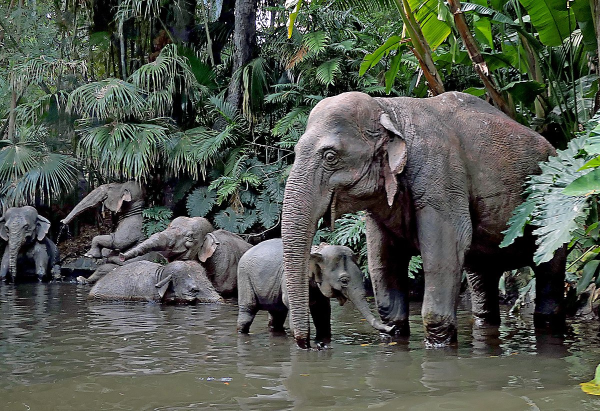 Elephants splashing in the river