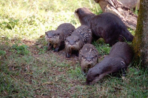 Otters at Disney's Animal Kingdom