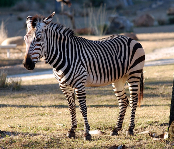 AKL Zebra Image - Micha L. Rieser, Wikimedia Commons