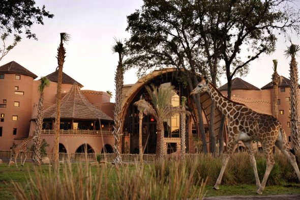 Giraffe outside Kidani Village at Animal Kingdom Lodge