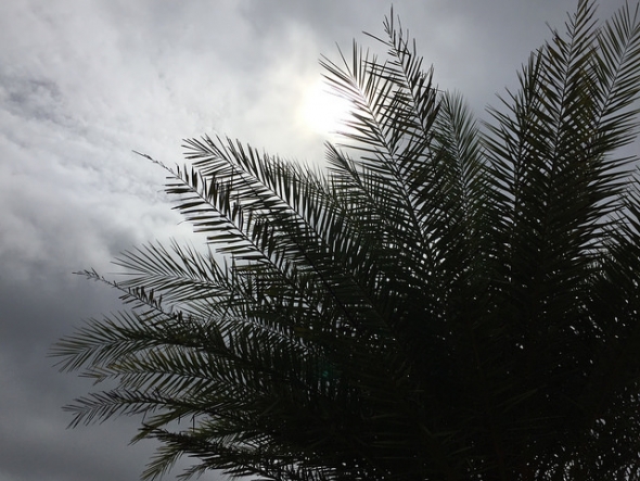 Palm tree under Hurricane Irma skies
