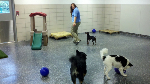 Doggie Play Room at Best Friends Pet Care