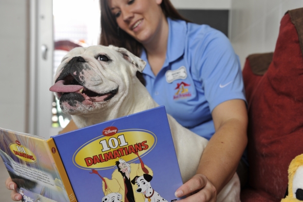 Woman reading 101 Dalmatians to English Bulldog