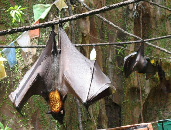 Giant fruit bat stretching its wings