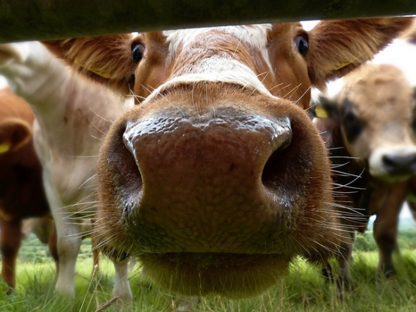 Cow sniffing camera