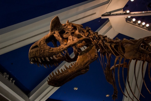 Carnotaur Bones at Dinosaur