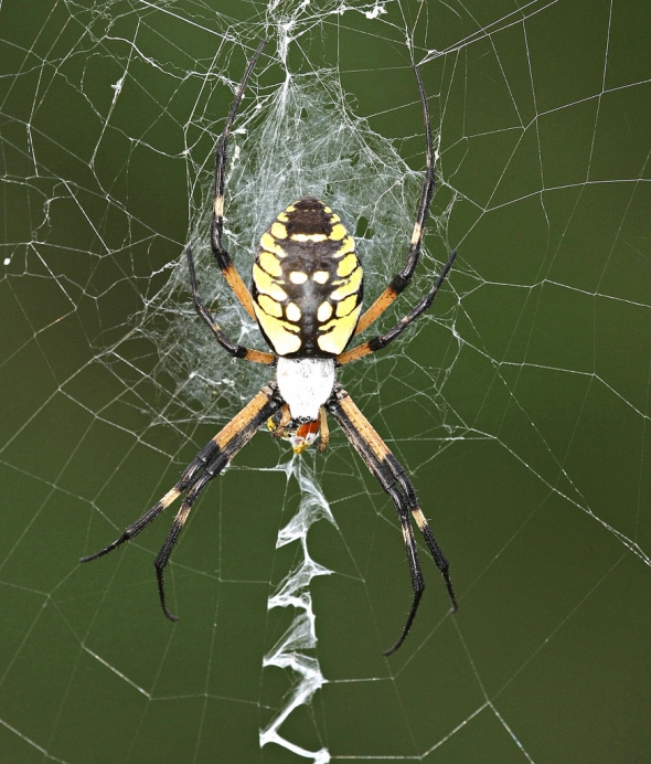Enormous Argiope Spider