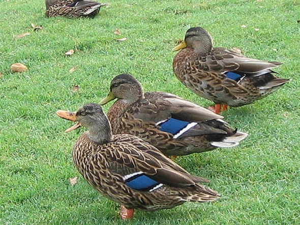 Ducks in Grass