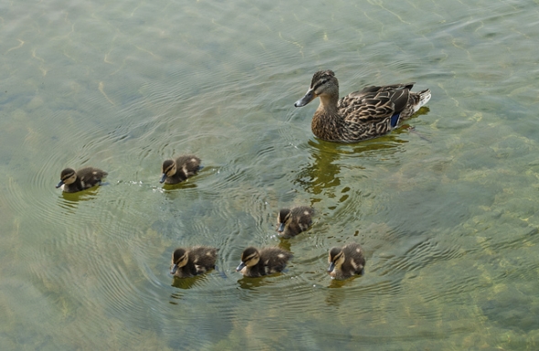 Mama duck on a pond with babies