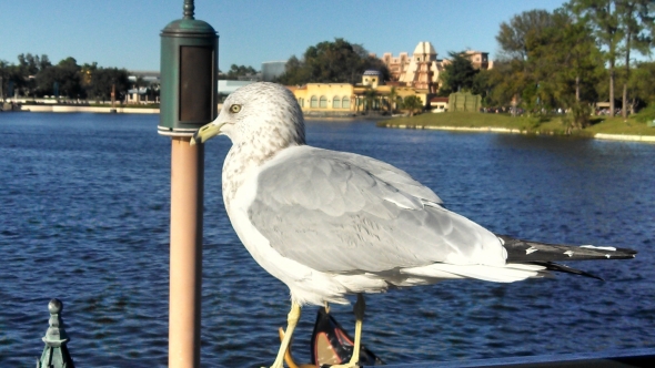 Seagull on World Showcase lagoon