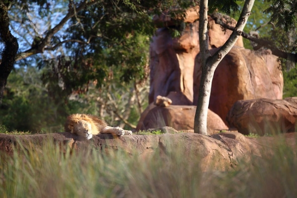 Lions resting on rocks