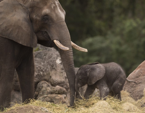 Baby elephant and mama
