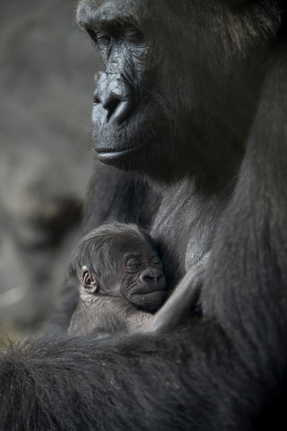 Baby gorilla and mama