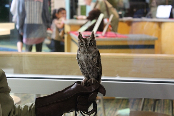 Adorable little owl on glove of Cast member