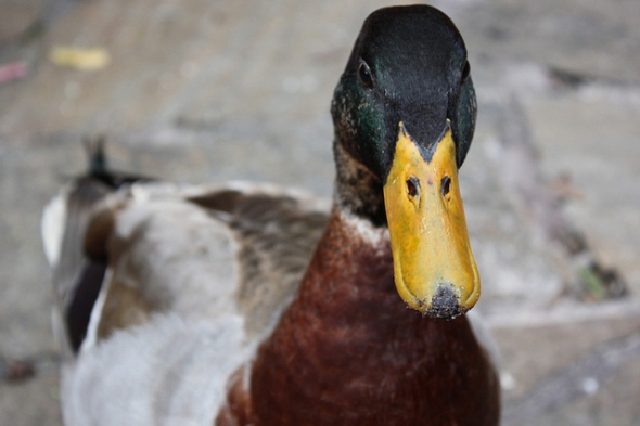 Male mallard duck at Walt Disney World