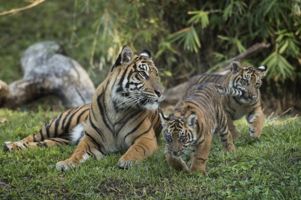 Tiger cub and mama