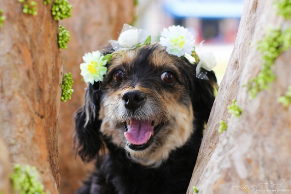 Adorable dog with flowers on head