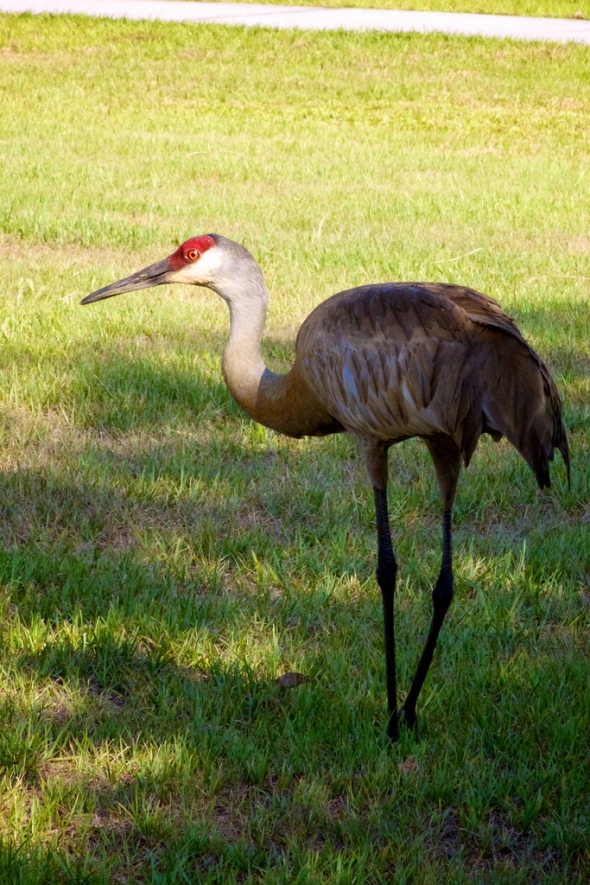 Beautiful crane at Disney Wilderness Preserve