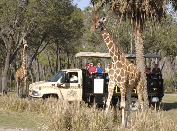 Wanyama Safari viewing giraffe