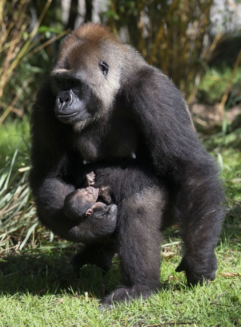 Animal Kingdom gorilla (2)
