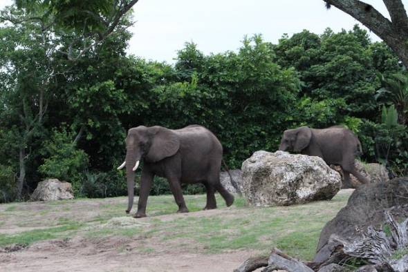 Animal Kingdom elephants
