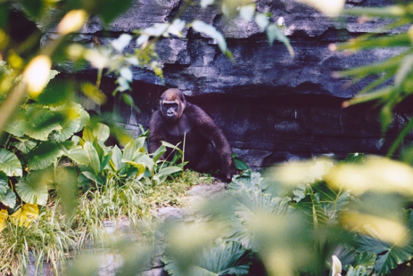 Gorilla in Animal Kingdom's Africa