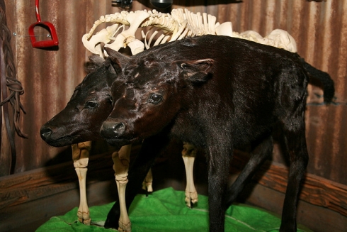 Two-Headed Calf