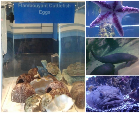 Aquariums at The Seas Pavilion
