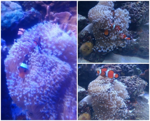 Can you find Nemo?