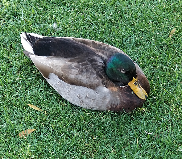 Duck sitting on grass at Disney World