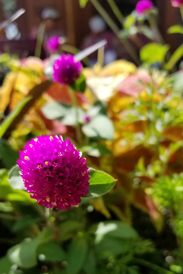 Purple flower at Epcot