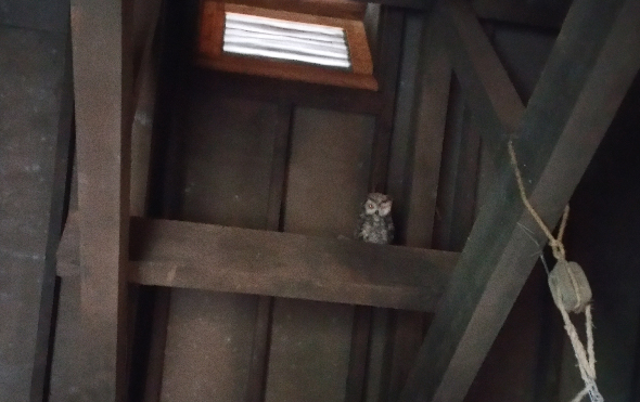 Creepy owl in Harper's Mill